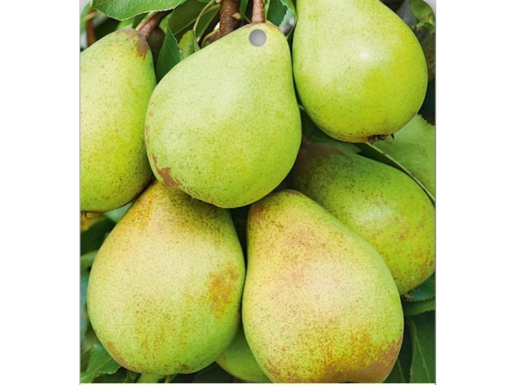 Pyrus pyrifolia ´Shin Li´ - asijská hrušeň /SUMMER 2026/