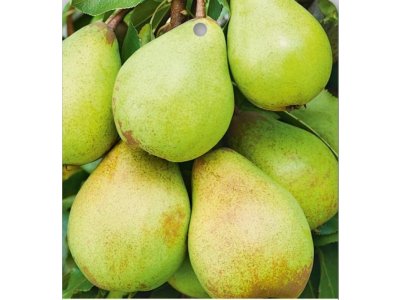 Pyrus pyrifolia ´Shin Li´ - asijská hrušeň /SUMMER 2026/