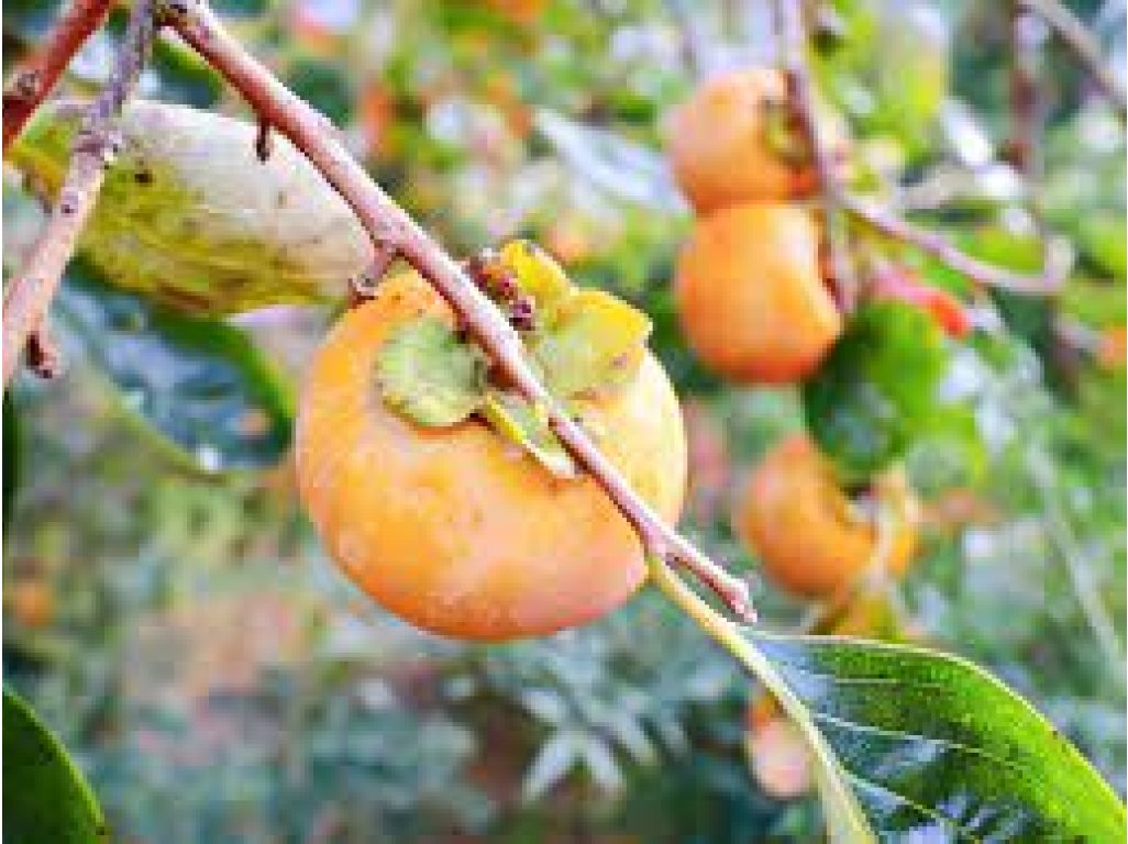 Diospyros x hybrida ´Pixie´ - hardy persimmon/ diospyros lotus