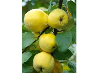Cydonia oblonga ´Kansenko´ - kdouloň hruškovitá  /SUMMER 2026/