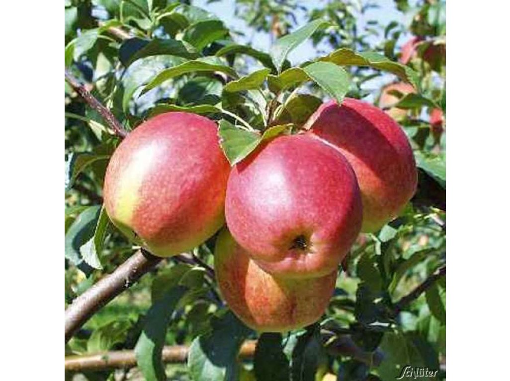 Malus domestica ´Rewena´