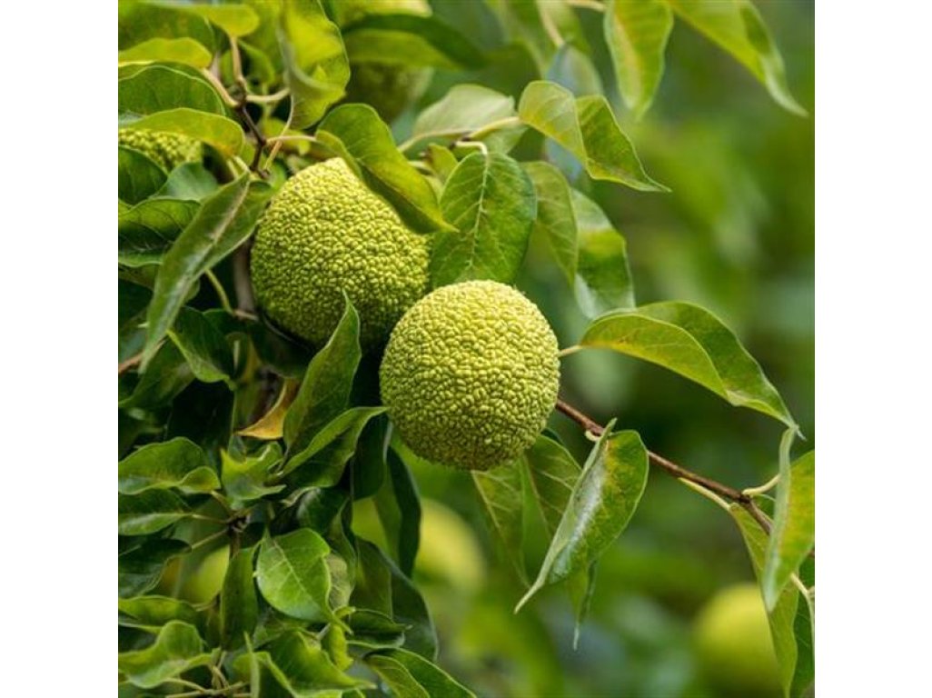 Maclura pomifera ´White Shield´ - maklura oranžová neplodící beztrnná