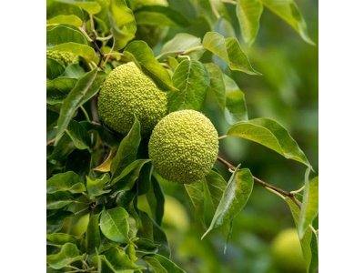 Maclura pomifera ´White Shield´ - maklura oranžová neplodící beztrnná