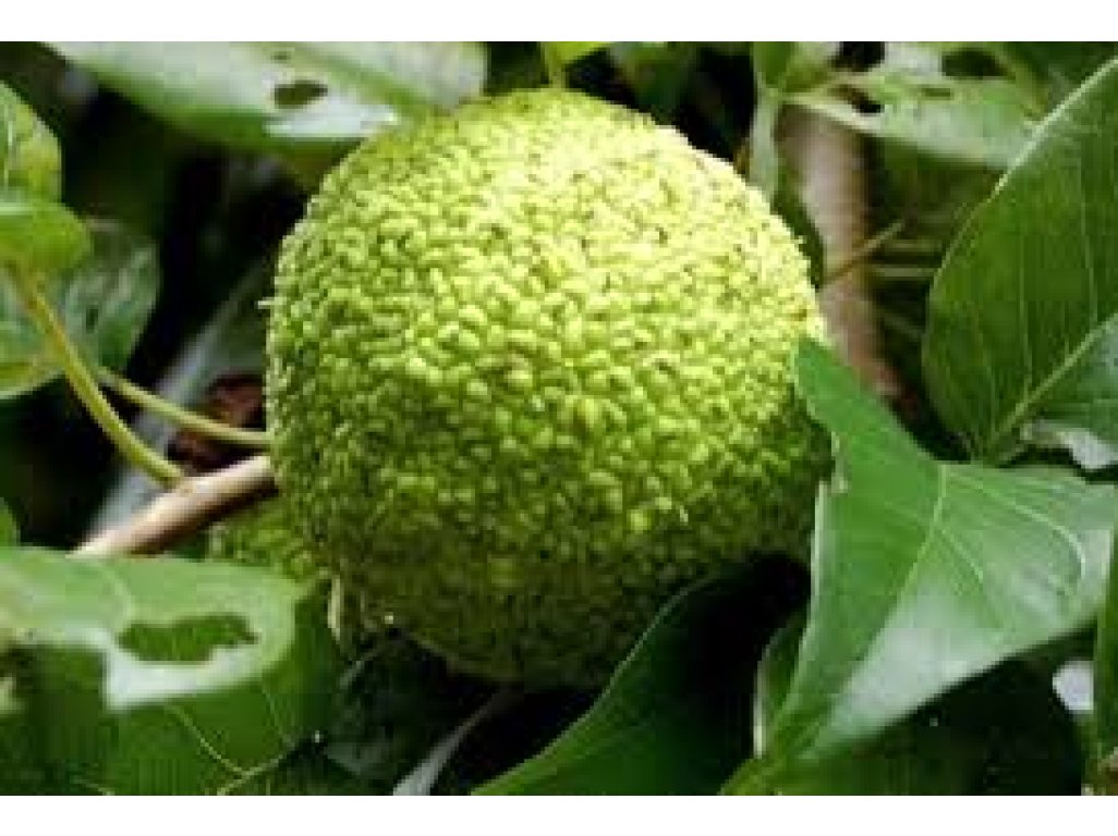 Maclura pomifera ´Cannonball´ - maklura oranžová FEMALE