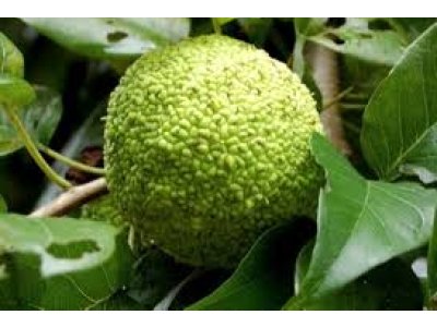 Maclura pomifera ´Cannonball´ - maklura oranžová FEMALE