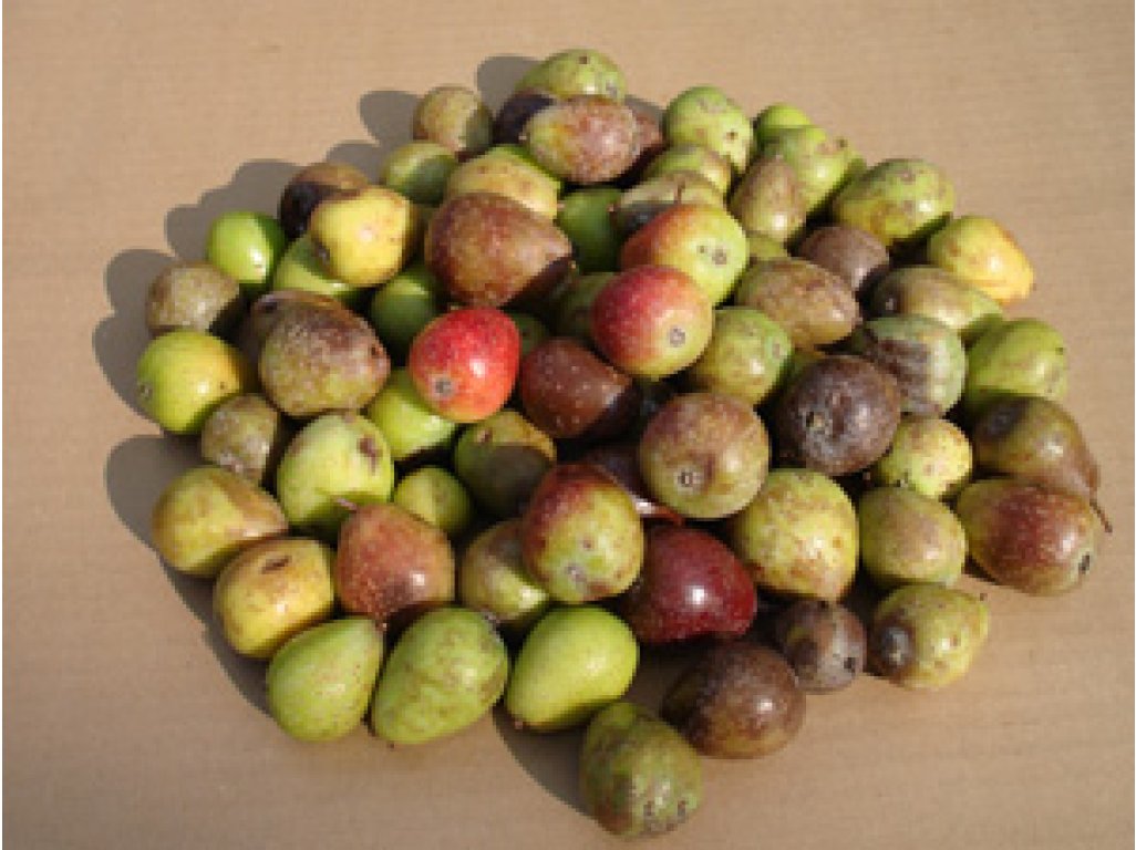 Sorbus domestica ´TYPE 6´ - oskeruše velkoplodá odrůda