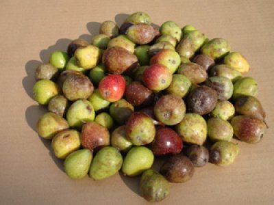 Sorbus domestica ´TYPE 6´ - oskeruše velkoplodá odrůda