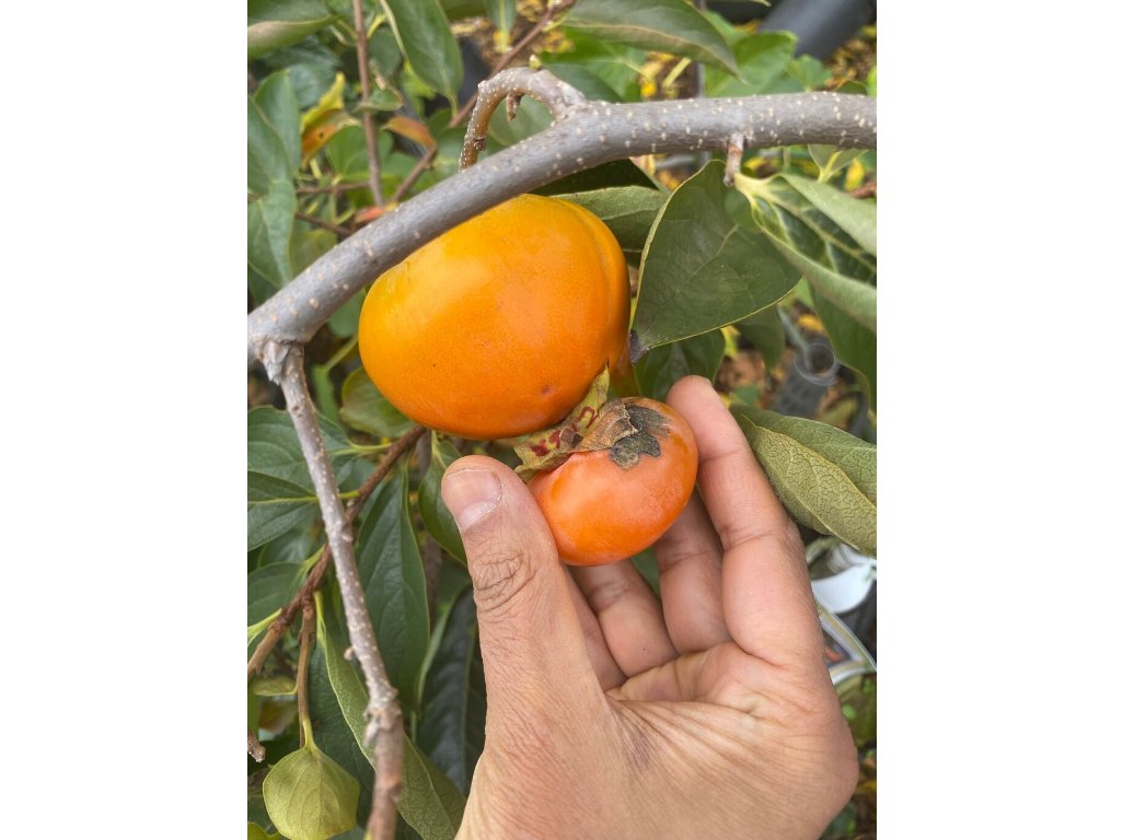 Diospyros x hybrida ´Kassandra´ - hardy persimmon