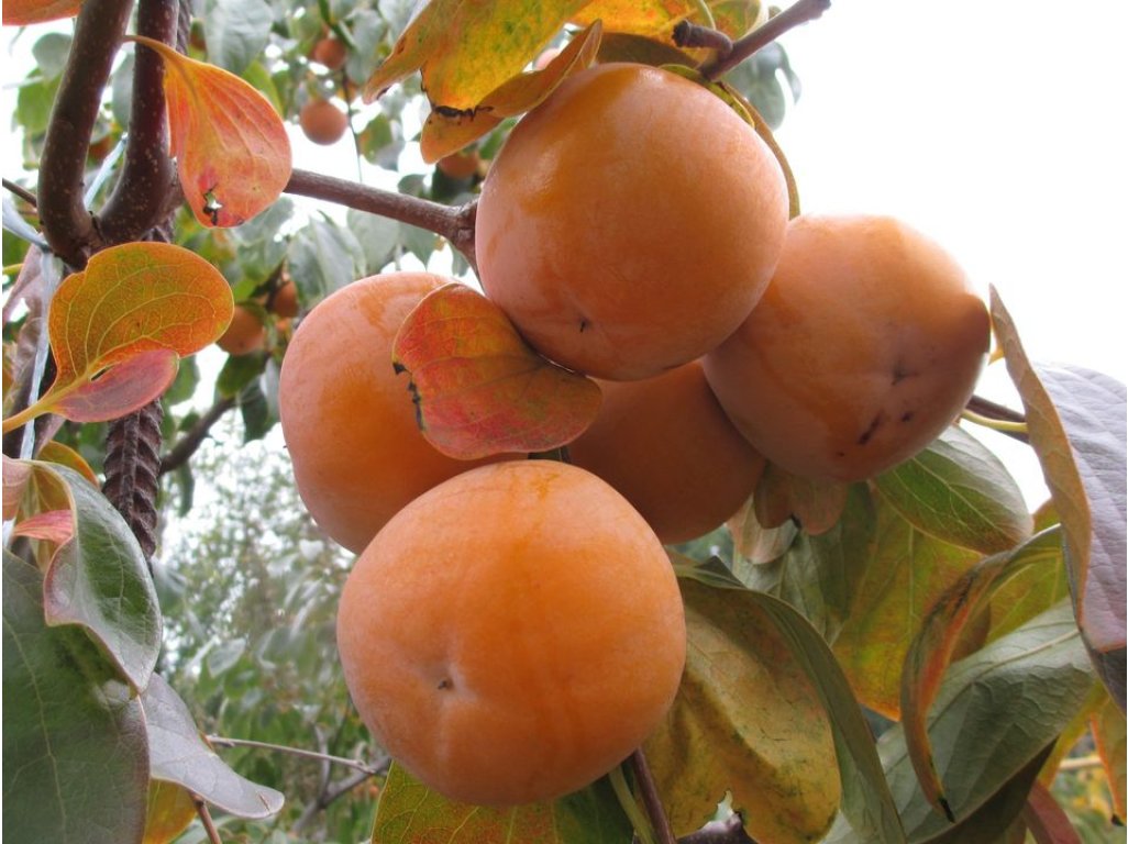 Diospyros x hybrida ´Pamyat Chernyaeva´ = ´Memory of Chernayeva´ - hardy persimmon