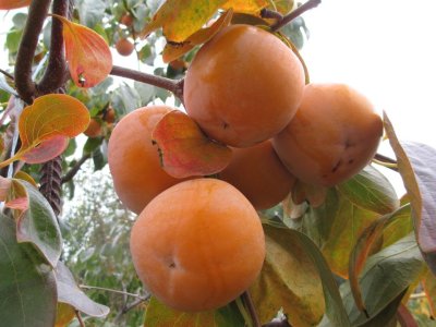 Diospyros x hybrida ´Pamyat Chernyaeva´ = ´Memory of Chernayeva´ - Diospyros virginiana /summer 2026/