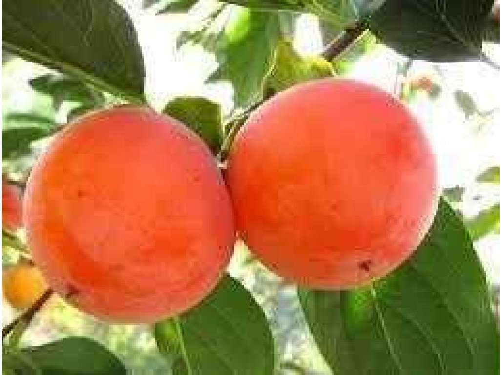 Diospyros x hybrida ´Mount Hoverla´ - hardy persimmon  /SUMMER 2026/