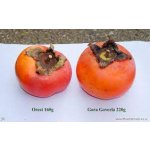 Diospyros x hybrida ´Mount Hoverla´ - hardy persimmon