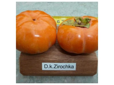 Diospyros kaki ´Zirochka´ - hardy japanese persimmon   /SUMMER 2026/