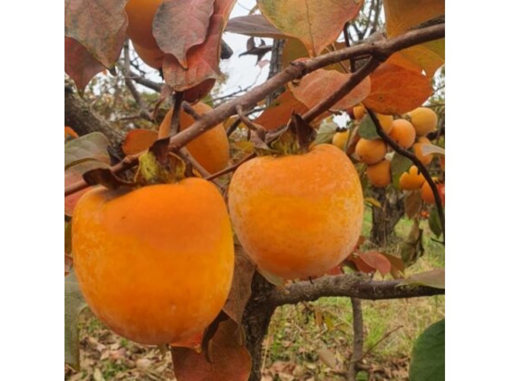 Diospyros kaki ´Lohot Swamp´ - hardy japanese persimmon  /SUMMER 2026/