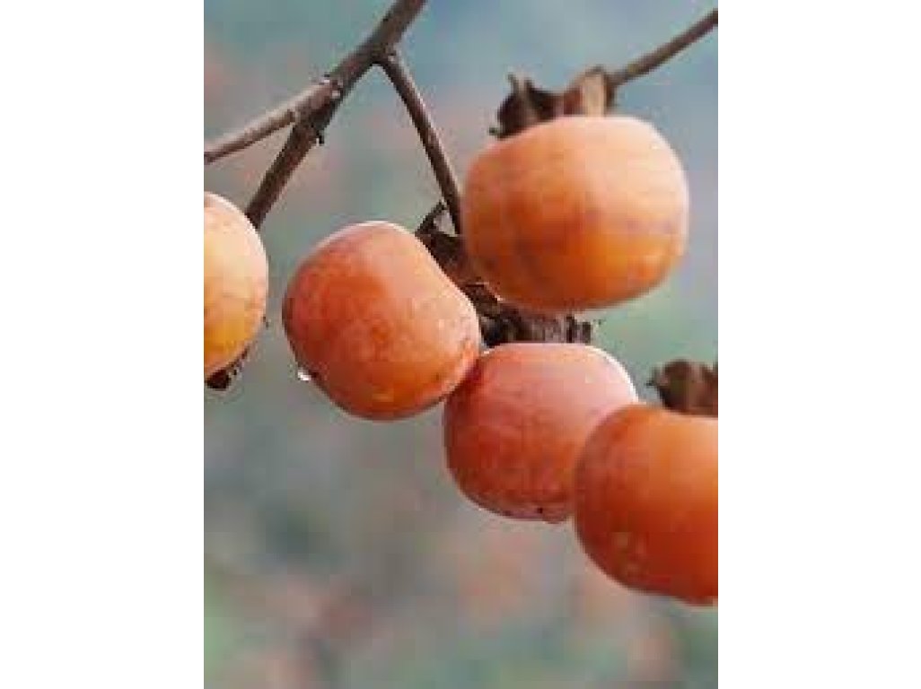 Diospyros virginiana ´Mohler´ - hardy persimmon  /SUMMER 2026/