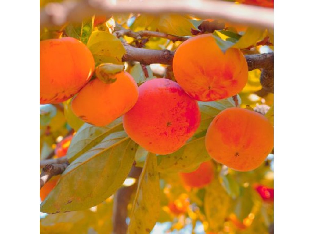 Diospyros kaki ´Honan Red´ - japanese persimmon