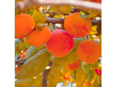 Diospyros kaki ´Honan Red´ - japanese persimmon