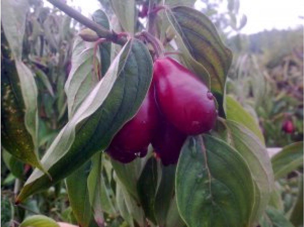Cornus mas ´Shan´ - velkoplodá odrůda