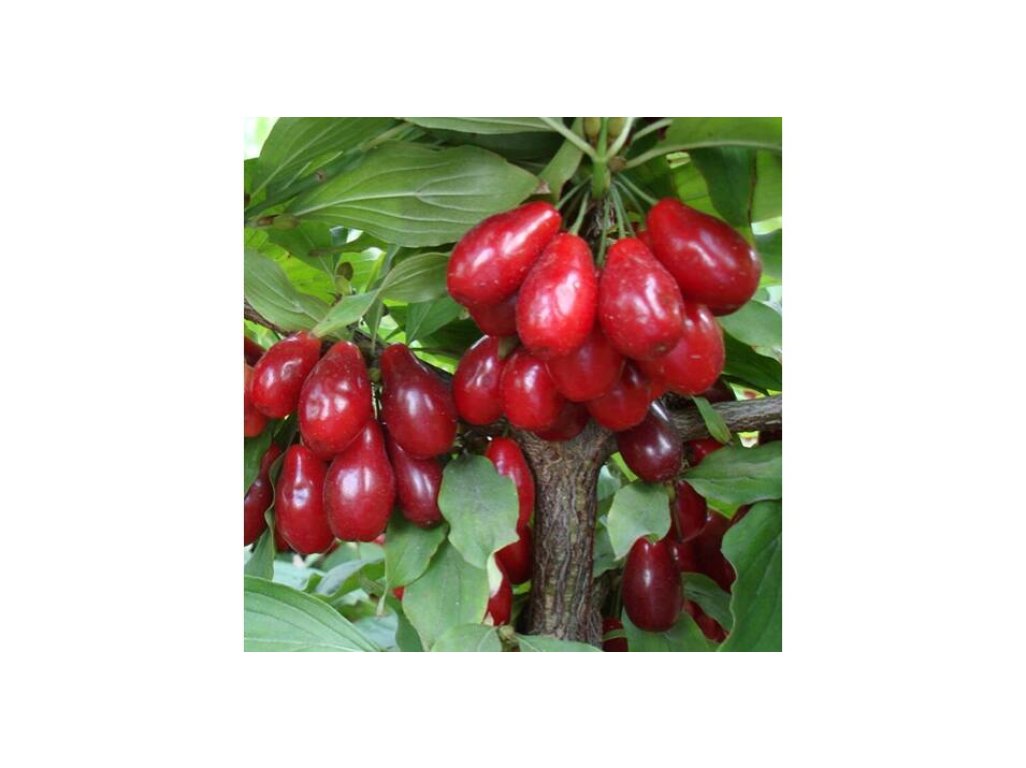 Cornus mas ´Devín´ - velkoplodá odrůda