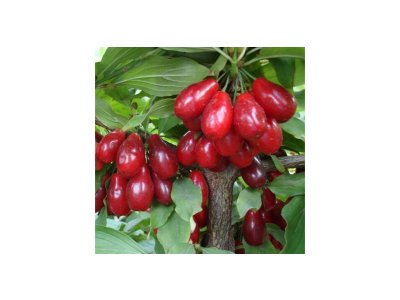 Cornus mas ´Devín´ - velkoplodá odrůda
