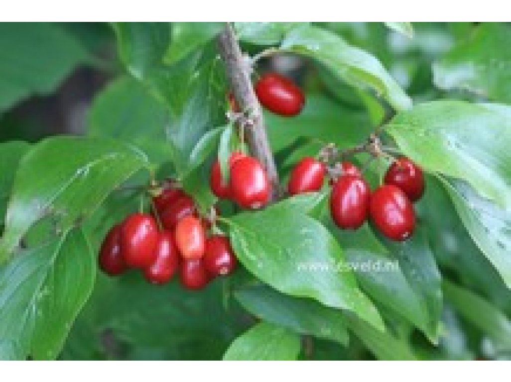 Cornus mas ´Titus´ - velkoplodá odrůda