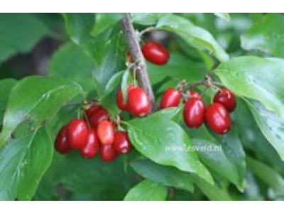 Cornus mas ´Titus´ - velkoplodá odrůda