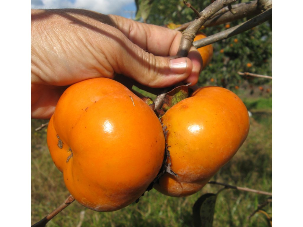 Diospyros kaki ´TamKam´ - japanese persimmon MEGANOVINKA