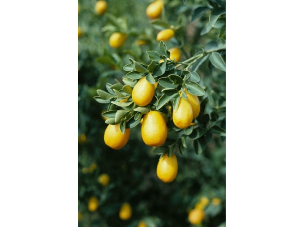 Citrus ´Faustrimedin´ 240 - kulaté plody