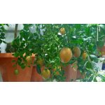 Citrus ´Faustrimedin´ 240 - kulaté plody