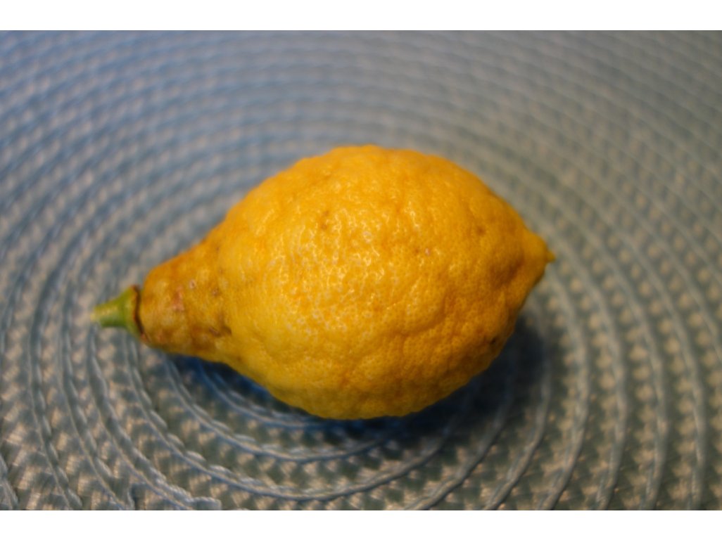 Citrus unshiu x YUZU - mandarinka x yuzu