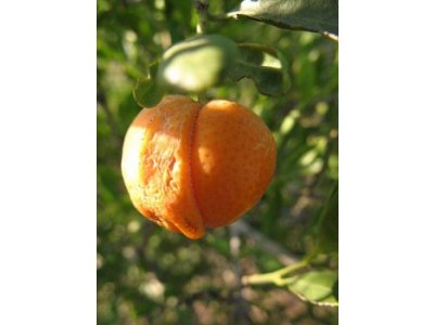 Eremocitrus glauca x Citrus depressa (mandarina Shekwasha)