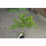Eremocitrus glauca x Citrus depressa (mandarina Shekwasha)