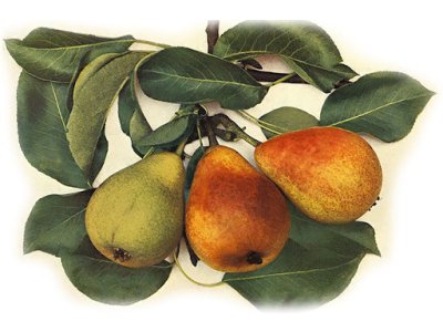 Pyrus communis ´Muškatelka Turecká´ - letní odrůda