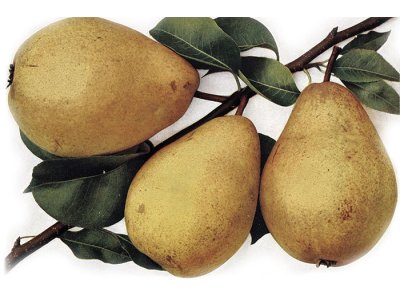 Pyrus communis ´Libochovická Máslovka´ - zimní odrůda