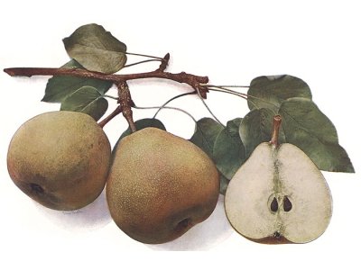 Pyrus communis ´Bergamotka Anglická´ - podzimní odrůda