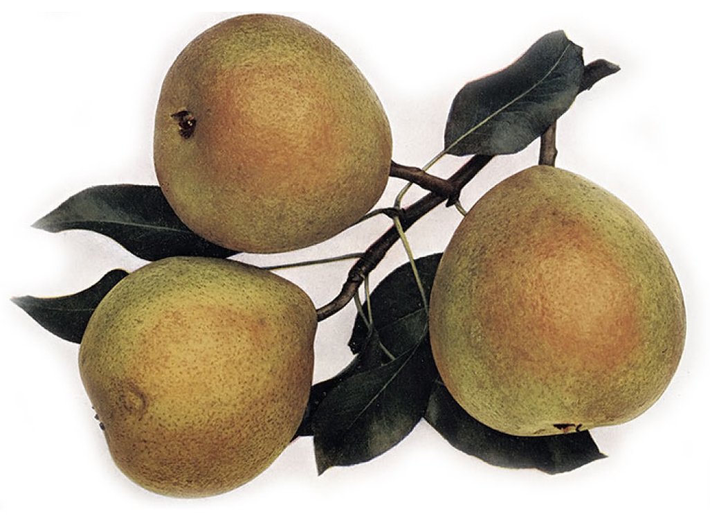 Pyrus communis ´Bergamotka Esperenova´ - podzimní odrůda