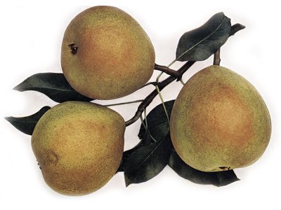 Pyrus communis ´Bergamotka Esperenova´ - podzimní odrůda