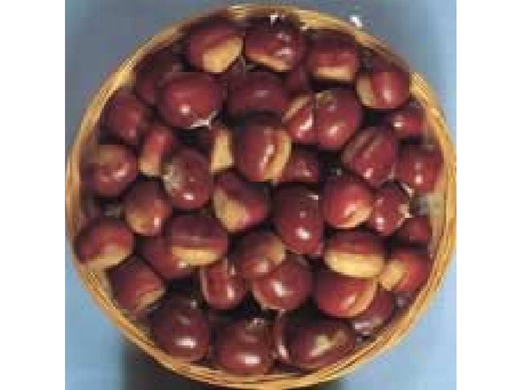 Castanea sativa ´Maraval´ - kaštanovník jedlý