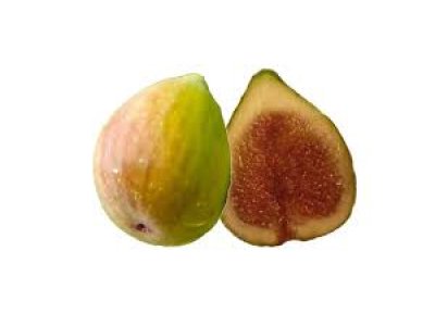 Ficus carica ´Gentile Bianco´ - fíkovník světloplodý