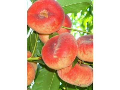 Prunus persica ´UFO 4´ - broskvoň placatá - sendvičová
