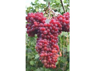 Vitis vinifera ´Kišmiš Veles´ - vinná réva