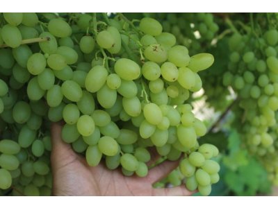 Vitis vinifera ´Centennial´ - vinná réva bílá