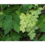 Vitis vinifera ´Centennial´ - vinná réva