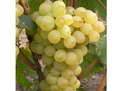 Vitis vinifera ´Afrodita´ - vinná réva