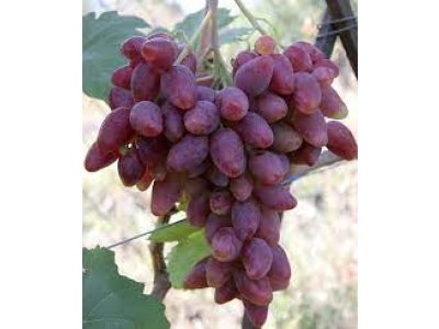Vitis vinifera ´Dubovský Růžový´ - vinná réva
