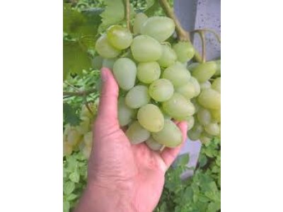 Vitis vinifera ´Nadežda Akasajskaja´