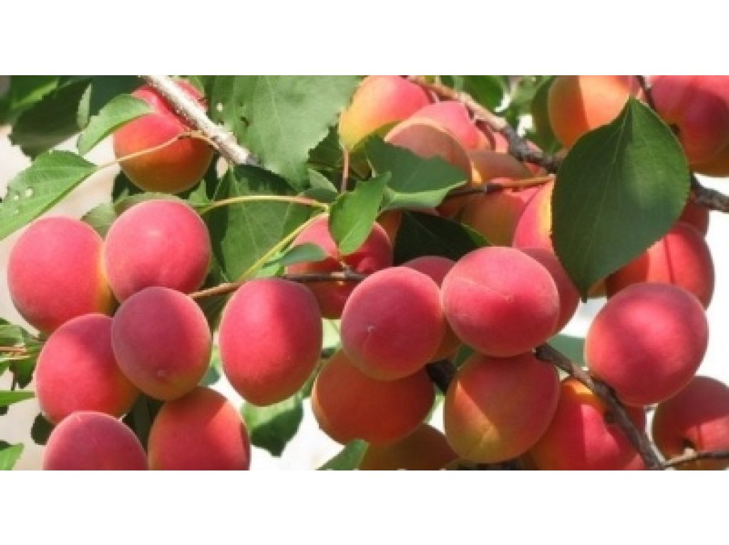 Prunus armeniaca ´Saratovski Rubin´ - meruňka NOVINKA V SORTIMENTU