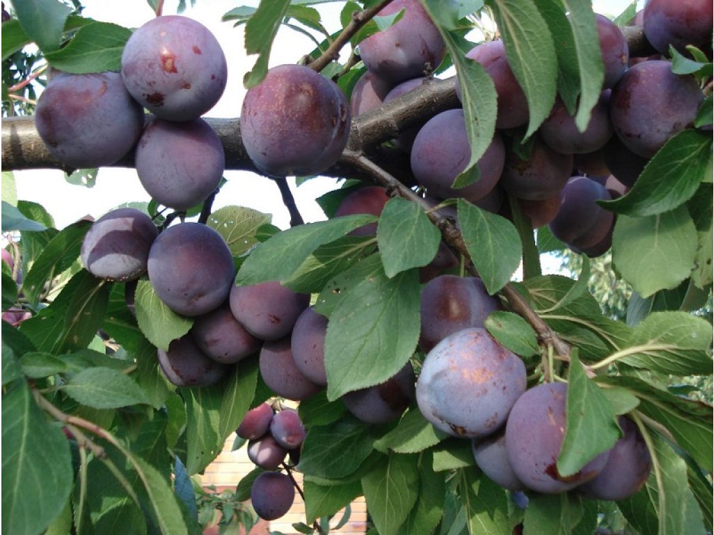 Prunus domestica ´Renklod Sovietsky´ - Damson Plum - renklóda