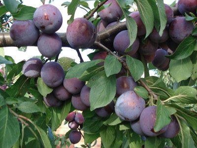 Prunus domestica ´Renklod Sovietsky´ - Damson Plum - renklóda