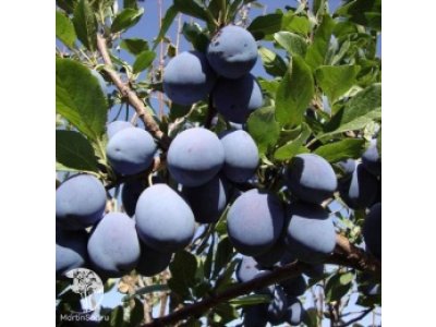 Prunus domestica ´Vengerka Korneyevskaya´ - slivoň sloupovitá